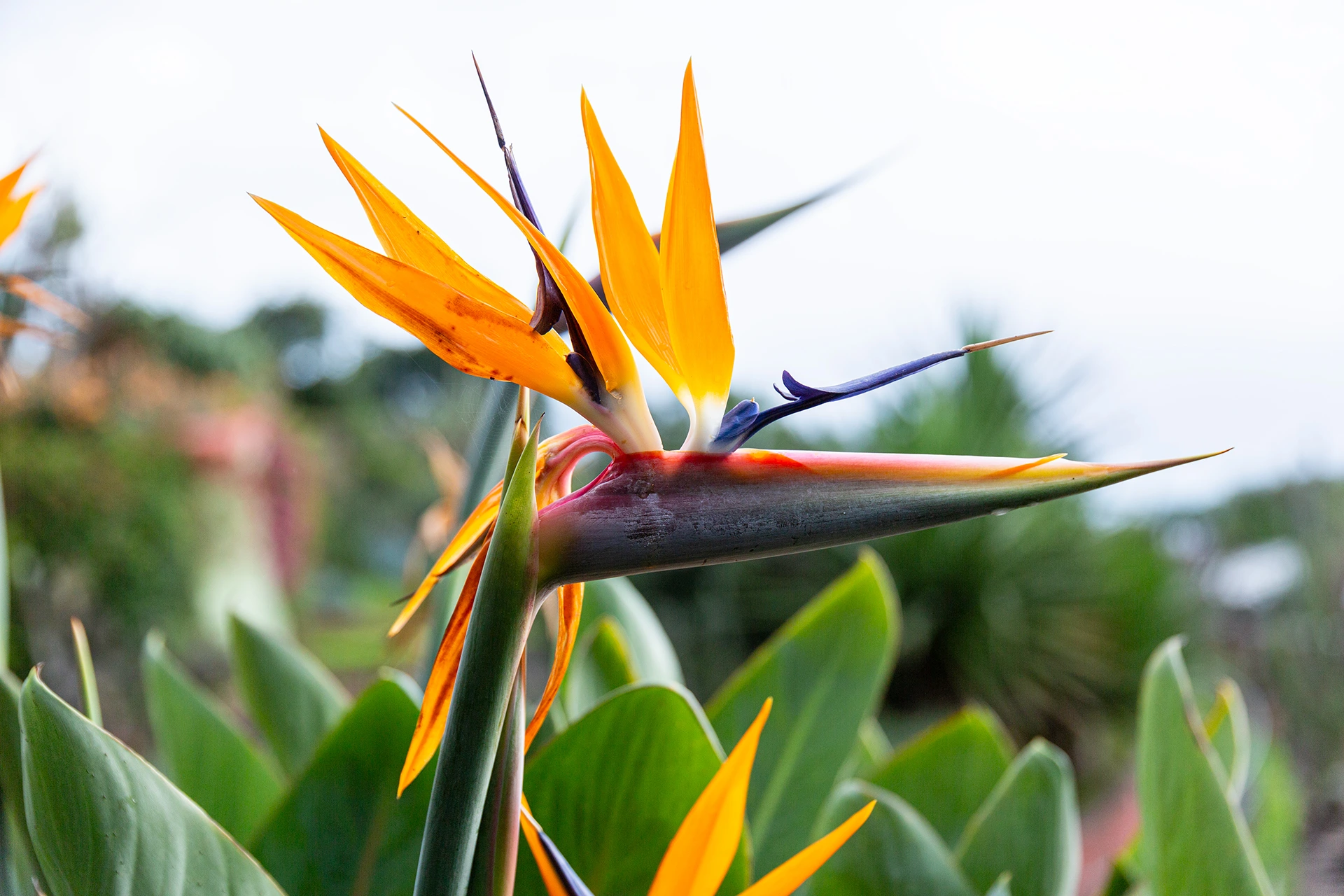 Aina yhtä kaunis paratiisinlintu - Madeiran kansalliskukka.