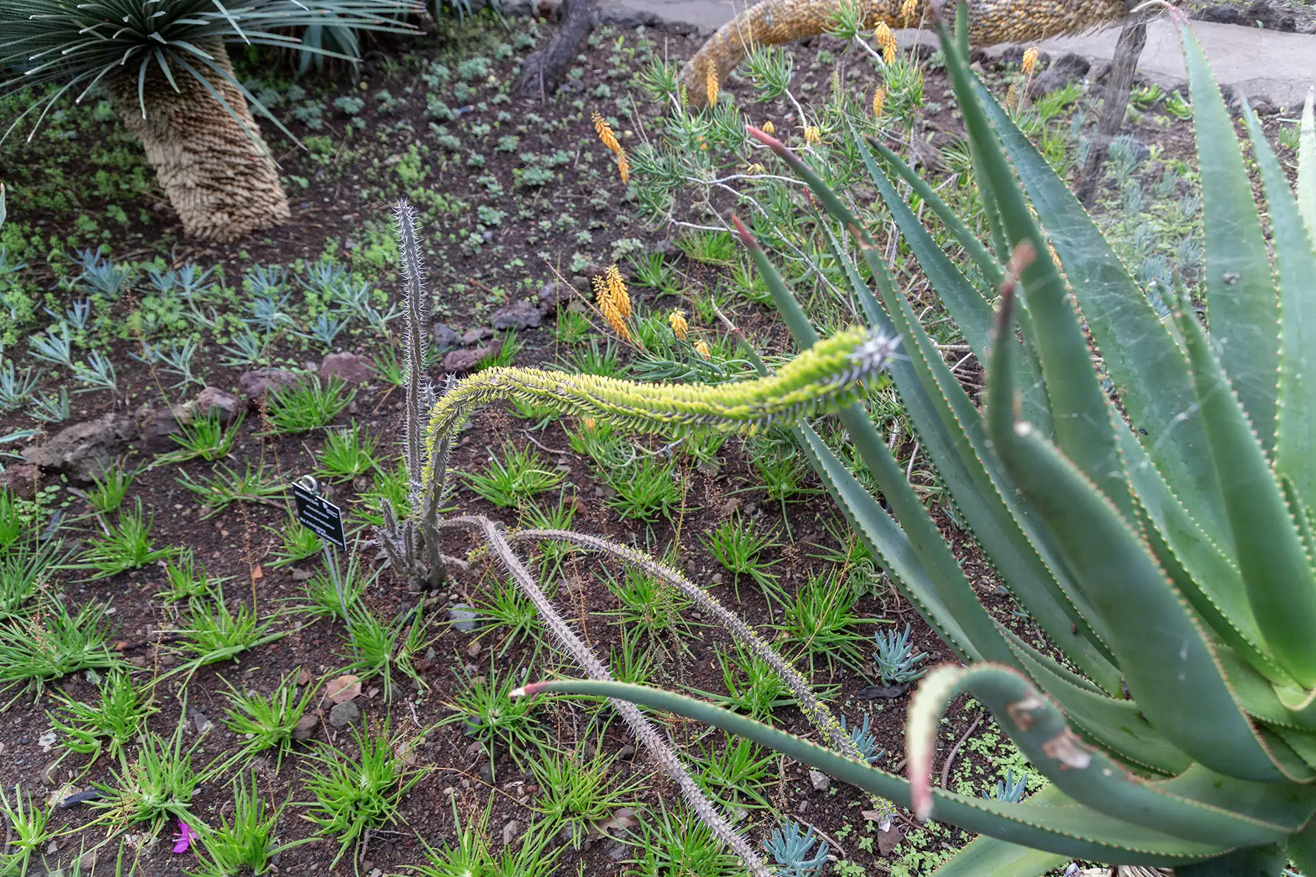 Alluaudia procera -mehikasvi Madagaskarilta.