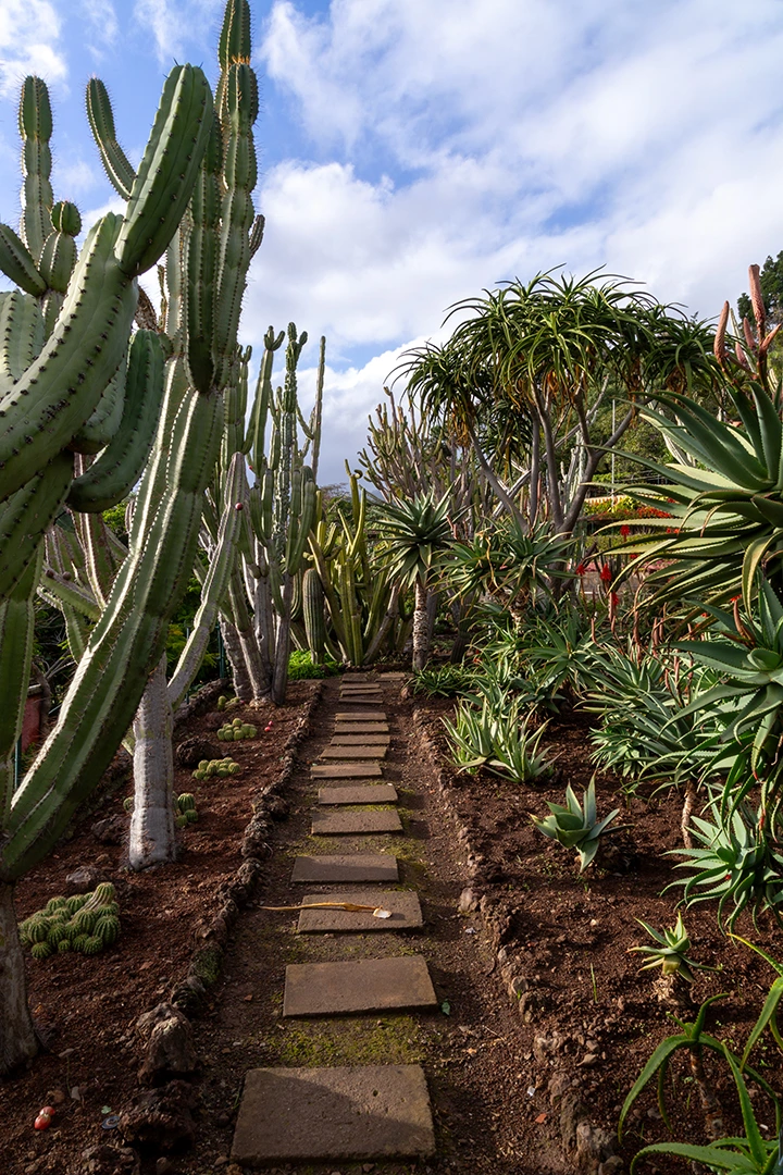 Kävelypolku kaktusten keskellä.