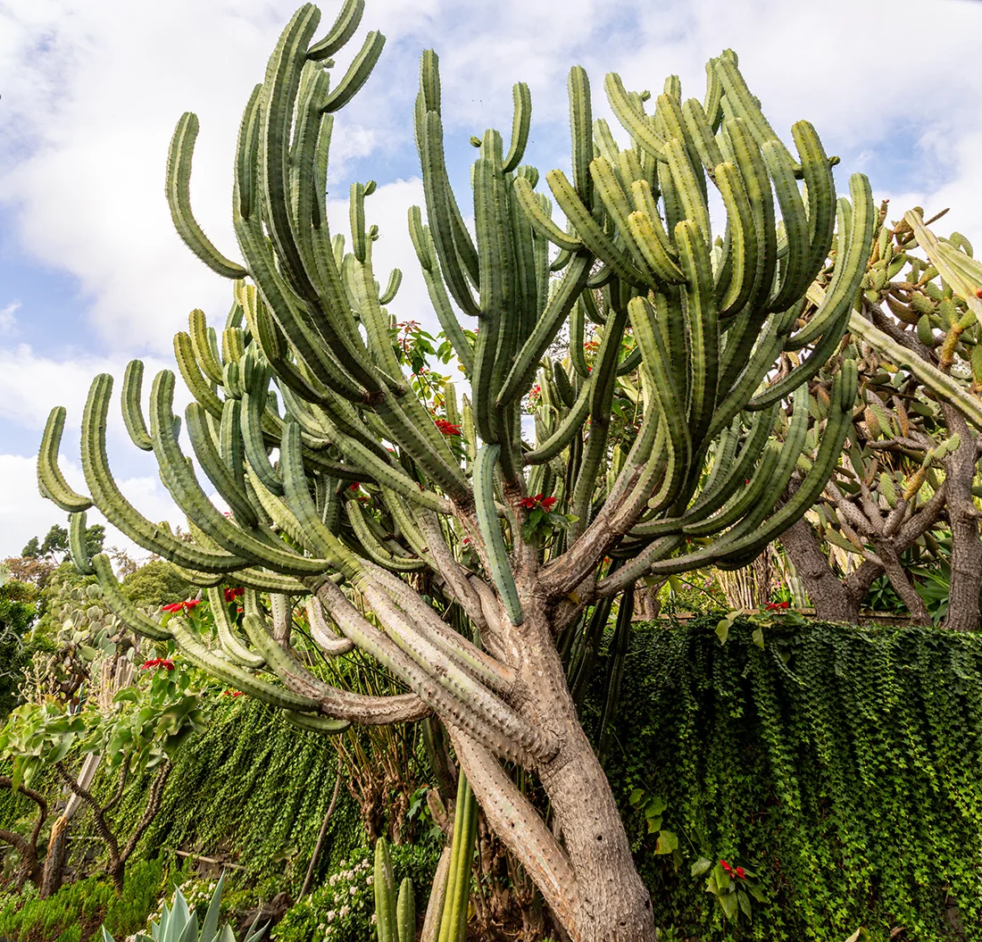 Kaktuskasvi Jardim Botanicossa.