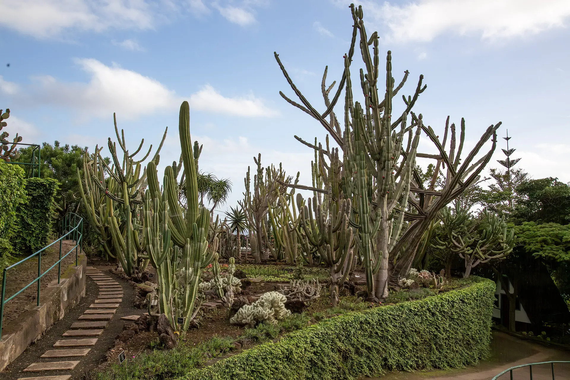 Kaktusten alue kasvitieteellisessä puutarhassa.
