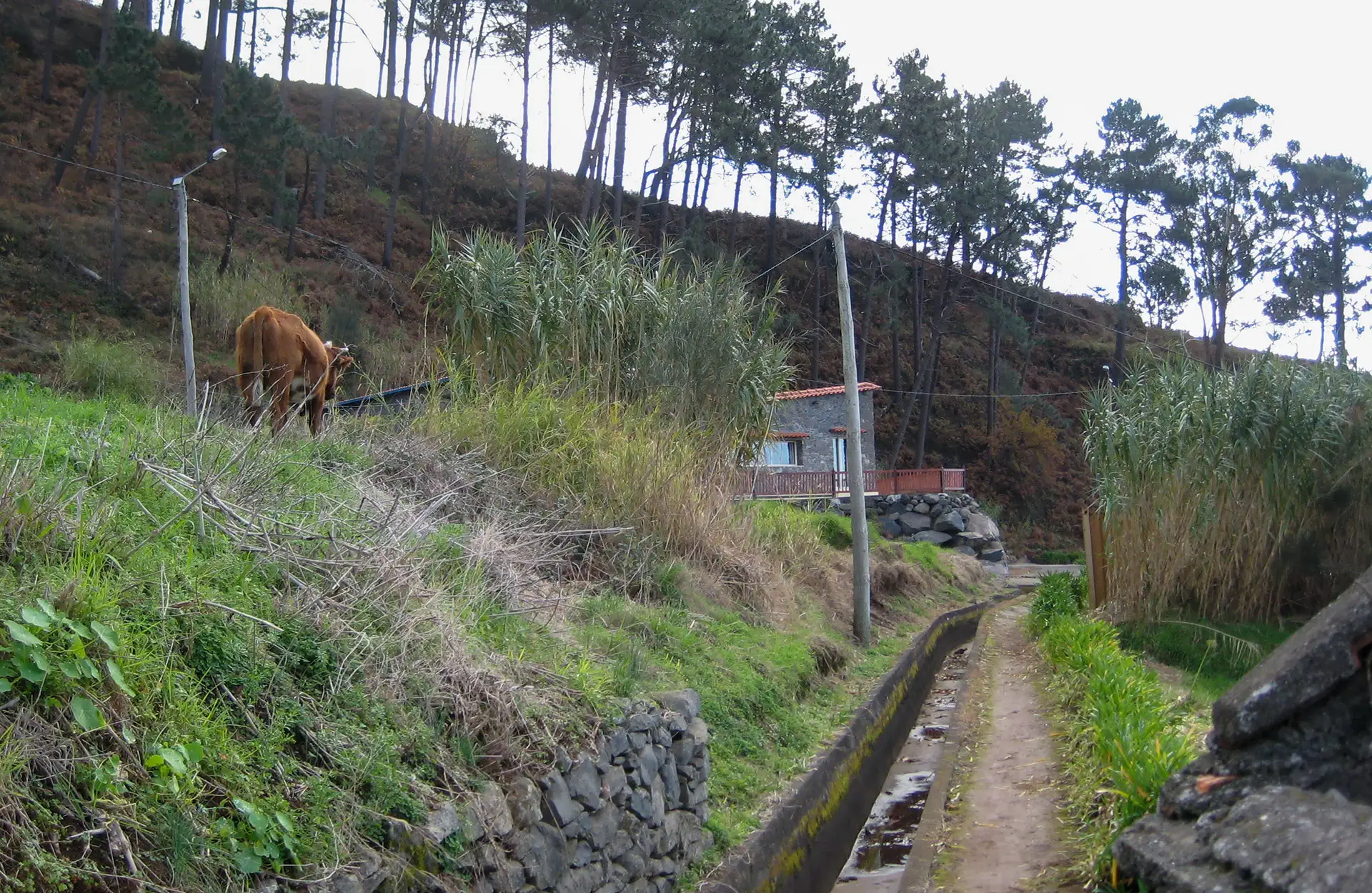 Lehmä Levada Novan varrella Arco da Calhetan osuudella.