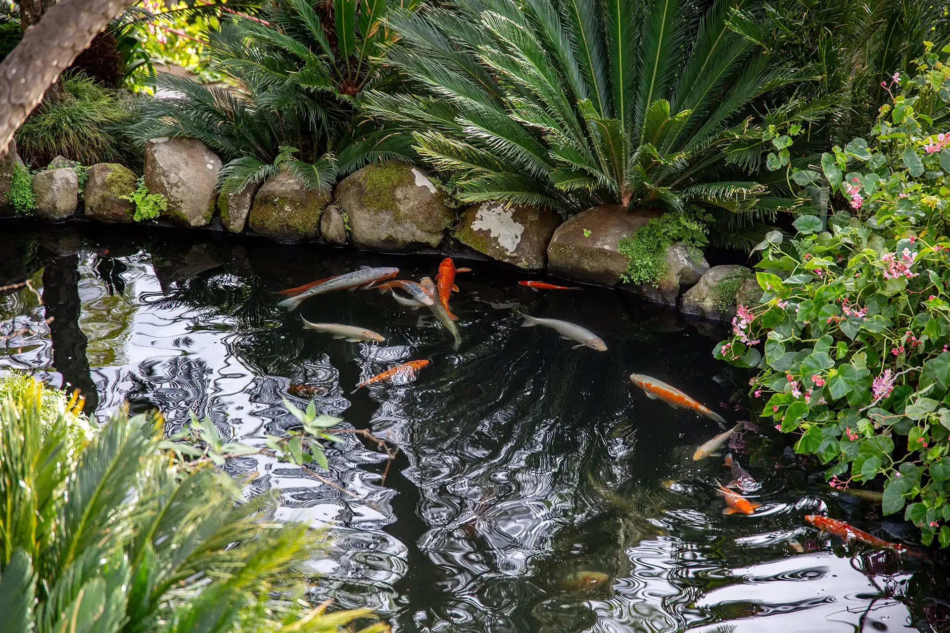 Karpit uivat ja nauttivat elämästään itämaisen puutarhan tekolammessa.