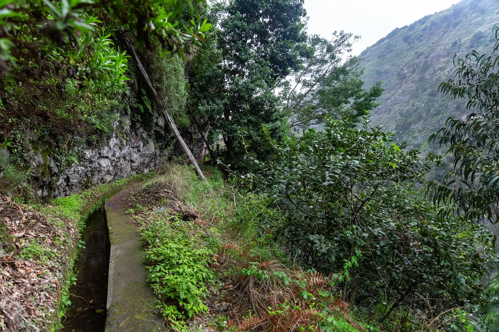 Kiviaita reunustaa Levada do Curralia vasemmalla puolella.