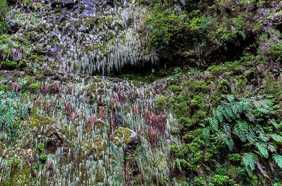 Caldeirão Verde levadan alkulähde sijaitsee levadan jatko-osuuden päässä. Matka jatkuu laurisilvametsän siimeksessä kohti levadan alkulähdettä ja Infernon levadaa.